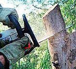 Professional Tree Care in Lake Katrine, NY