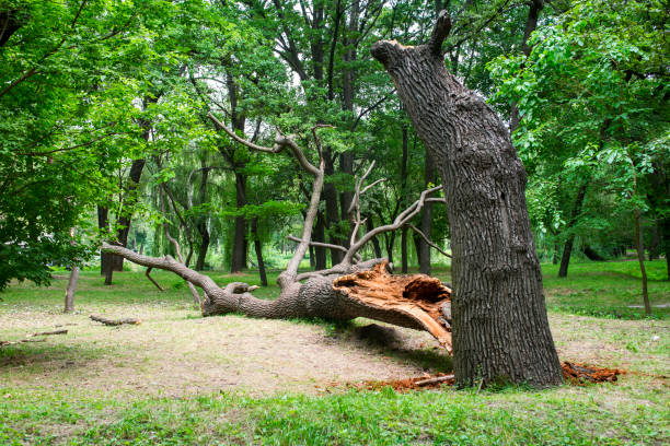 Best Tree Trimming and Pruning  in Lake Katrine, NY