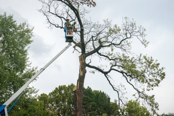 How Our Tree Care Process Works  in  Lake Katrine, NY