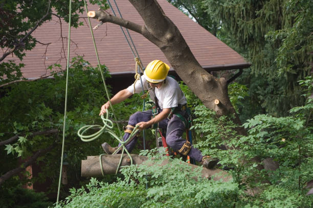 Best Seasonal Cleanup (Spring/Fall)  in Lake Katrine, NY
