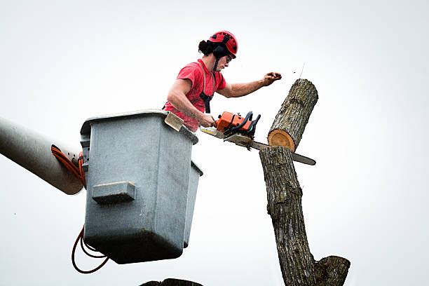 How Our Tree Care Process Works  in  Lake Katrine, NY
